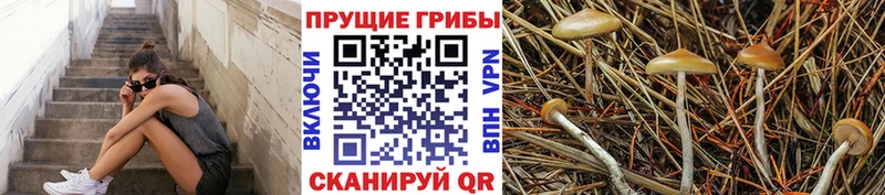 Купить  Зверево  Псилоцибиновые грибы мицелий 